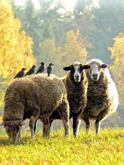 Sheep | Diamond Painting