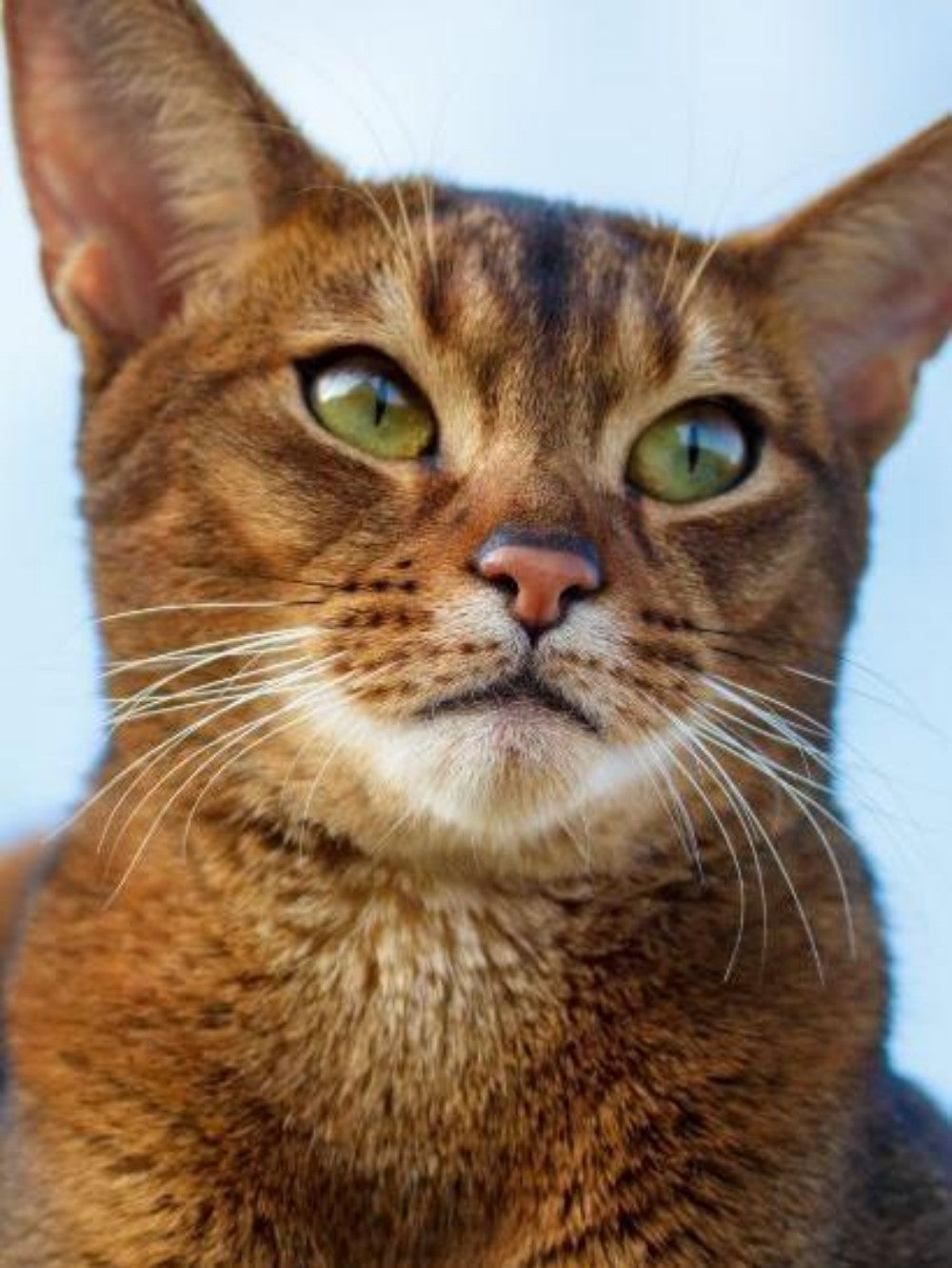 Abyssinian Cat | Diamond Painting