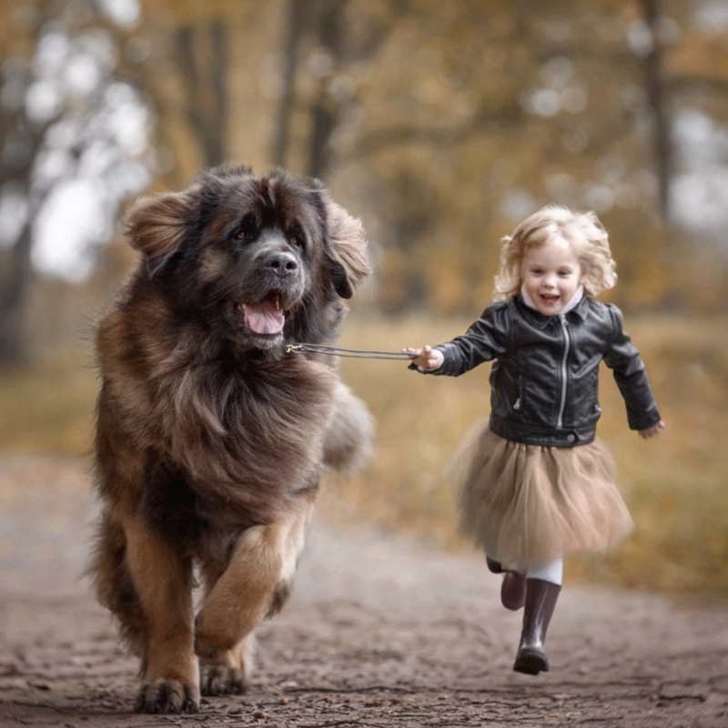 Newfoundland Dog | Diamond Painting