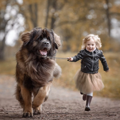 Newfoundland Dog | Diamond Painting