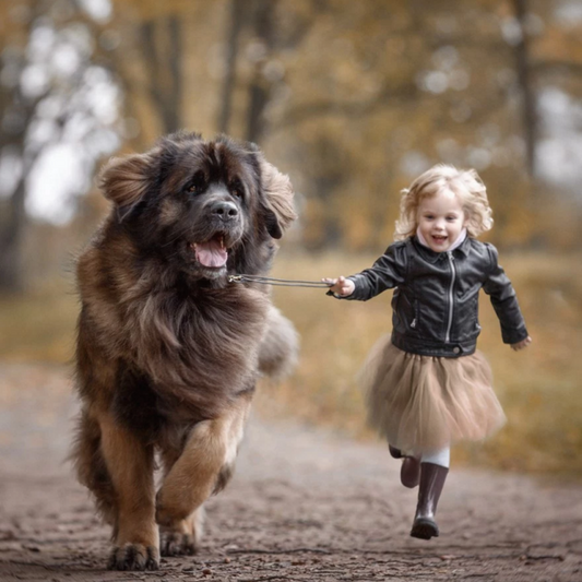 Newfoundland Dog | Diamond Painting