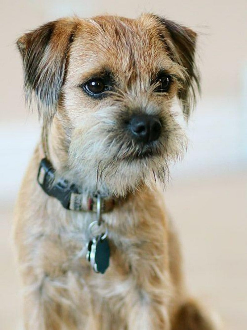 Dog Border Terrier | Diamond Painting