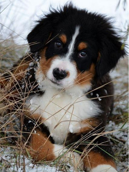 Bernese Mountain Dog | Diamond Painting