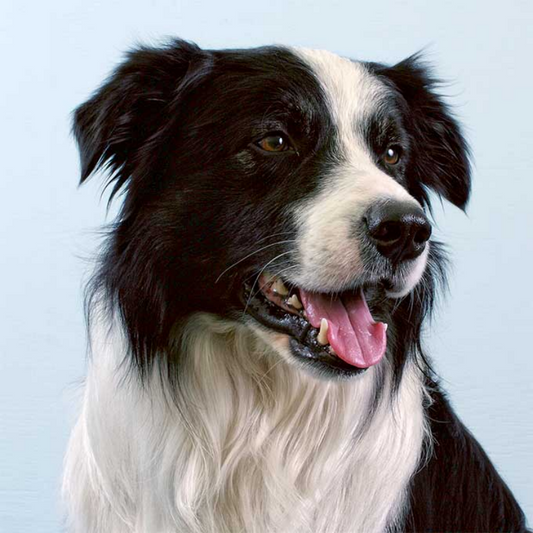 Dog Border Collie | Diamond Painting