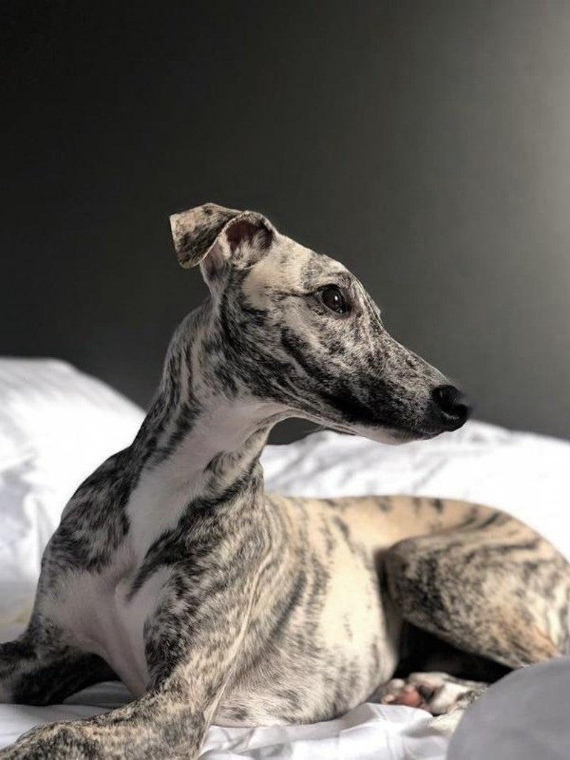 Greyhound Dog | Diamond Painting