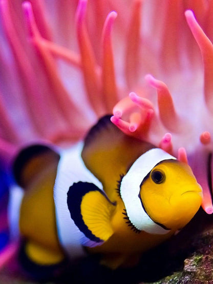 Clown Fish | Diamond Painting