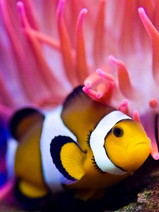 Clown Fish | Diamond Painting