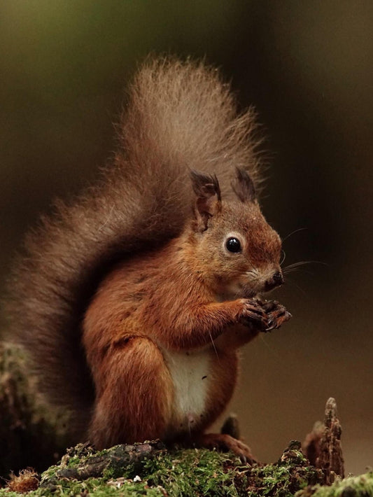 Squirrel | Diamond Painting