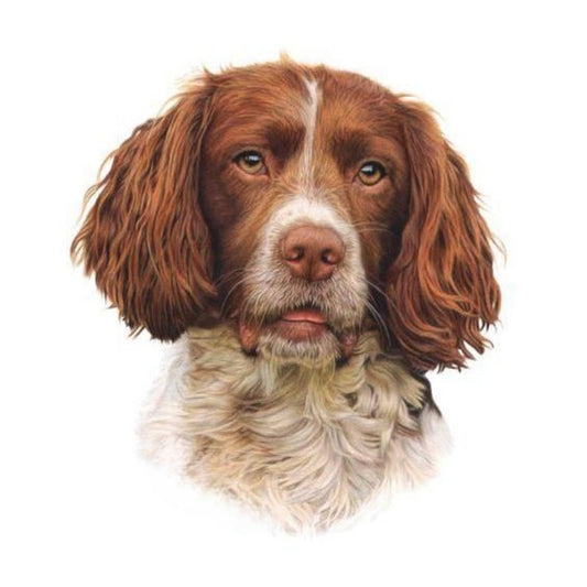 English Springer Spaniel Dog | Diamond Painting