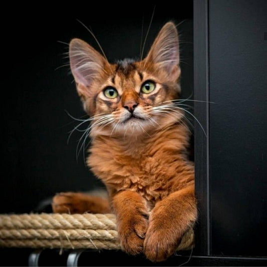 Abyssinian Cat | Diamond Painting