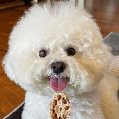 Dog Bichon Frise | Diamond Painting