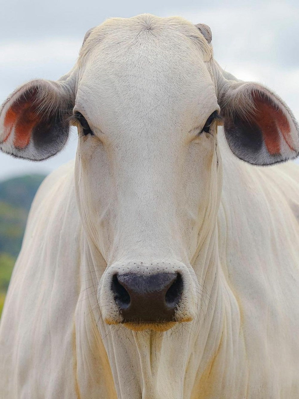 Cow | Diamond Painting