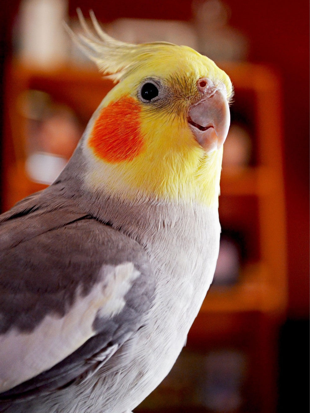 Cockatiel Parrot | Diamond Painting