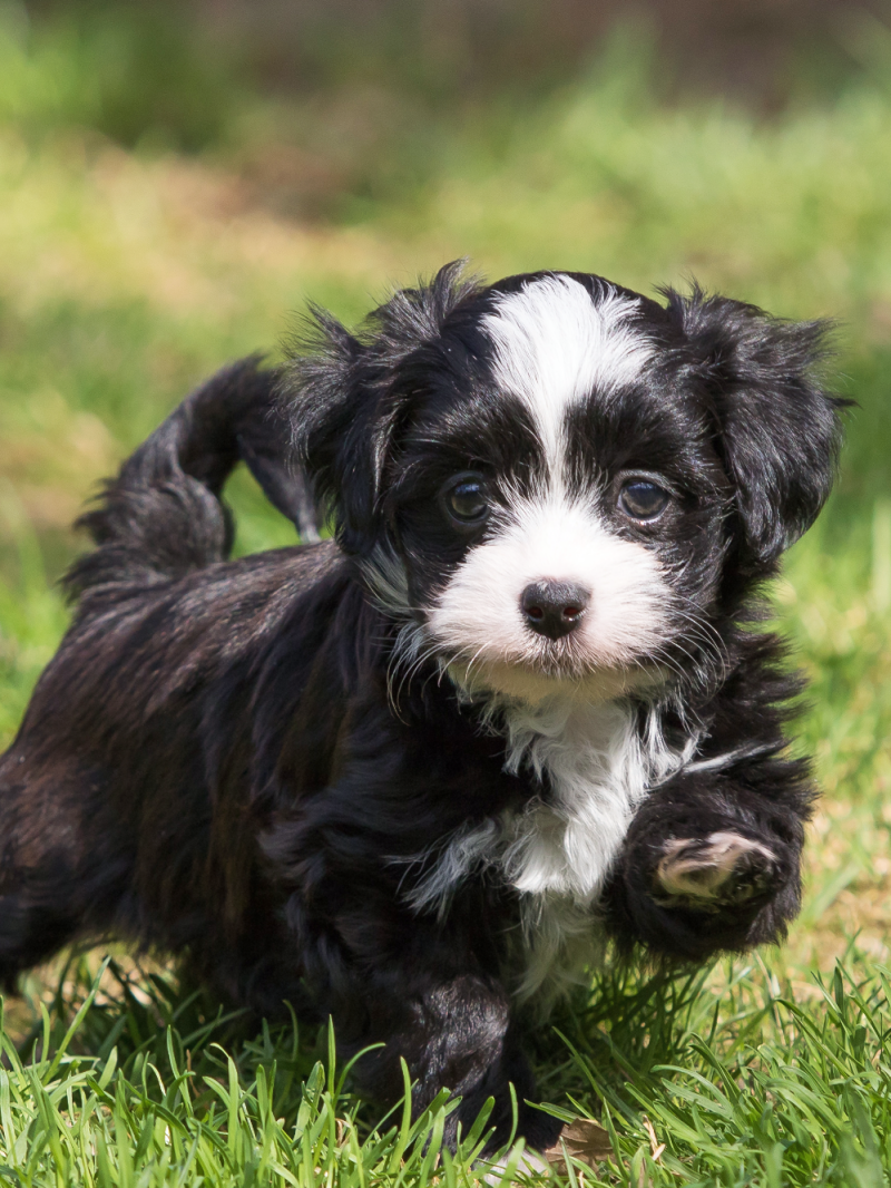 Havanese Dog | Diamond Painting