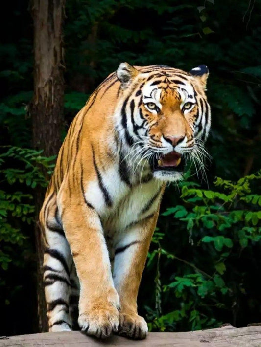 Bengal Tiger | Diamond Painting