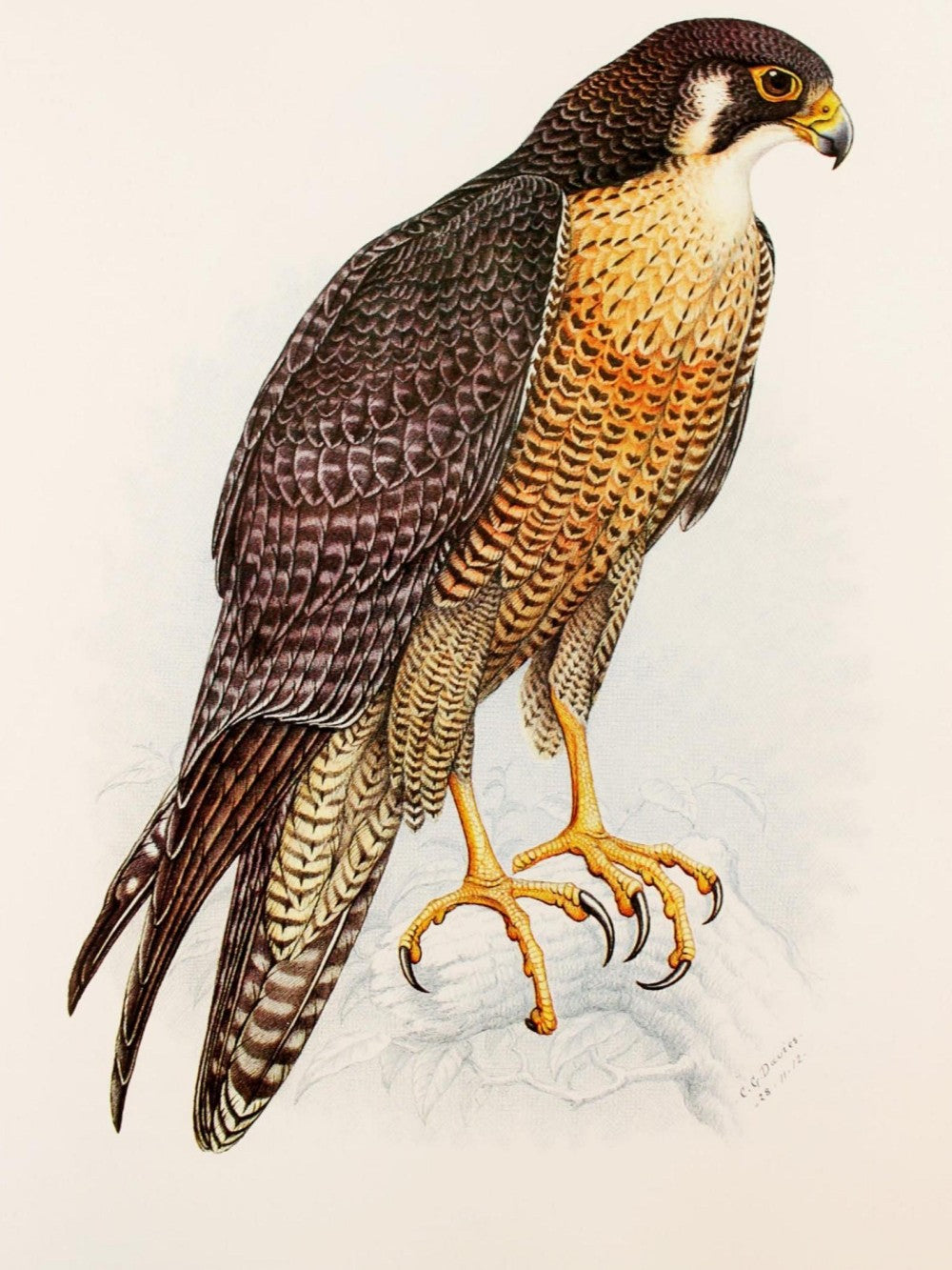 Falcon | Diamond Painting