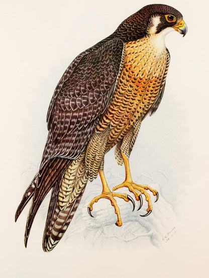 Falcon | Diamond Painting