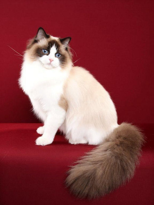 Ragdoll Cat | Diamond Painting