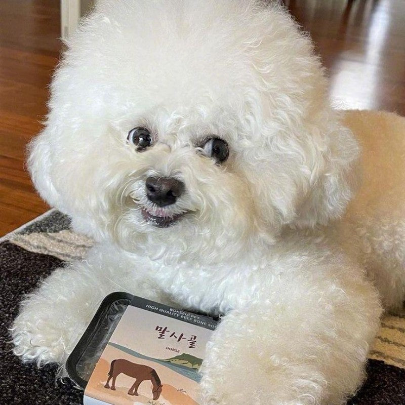 Dog Bichon Frise | Diamond Painting