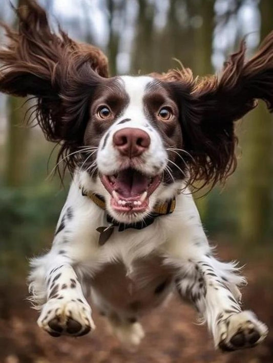 English Springer Spaniel Dog | Diamond Painting