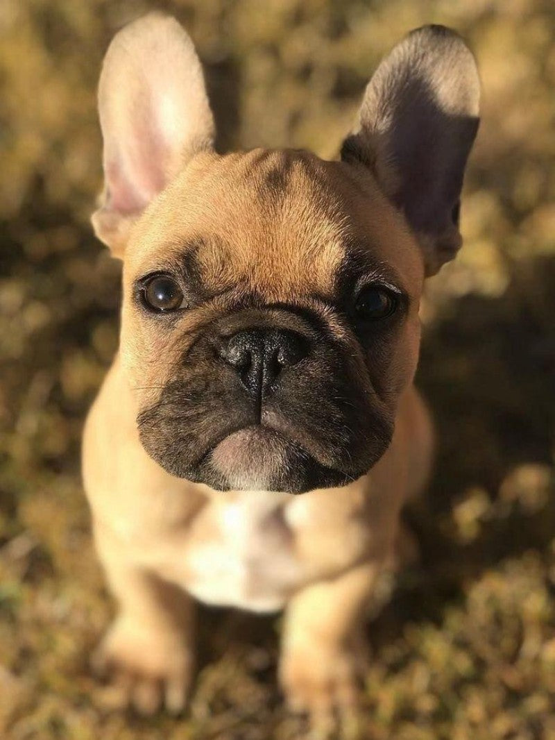 French Bulldog Dog | Diamond Painting