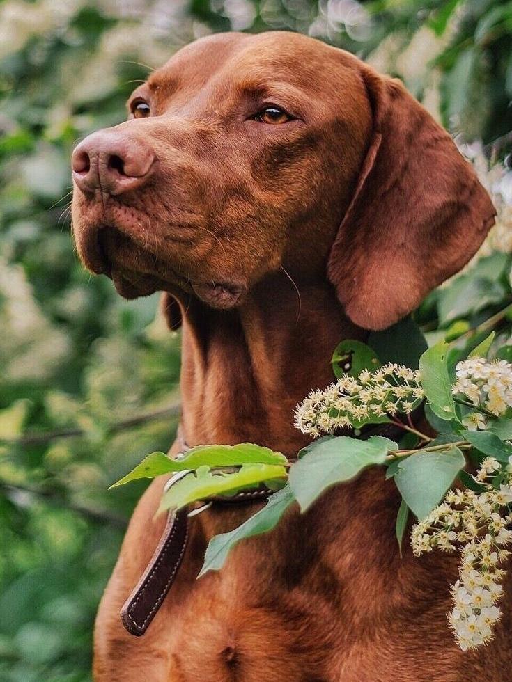 Vizsla Dog | Diamond Painting