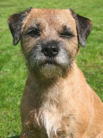 Dog Border Terrier | Diamond Painting