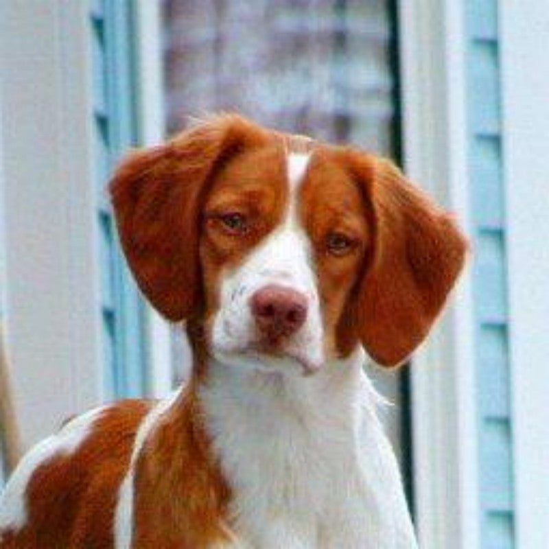 Brittany Spaniel Dog | Diamond Painting
