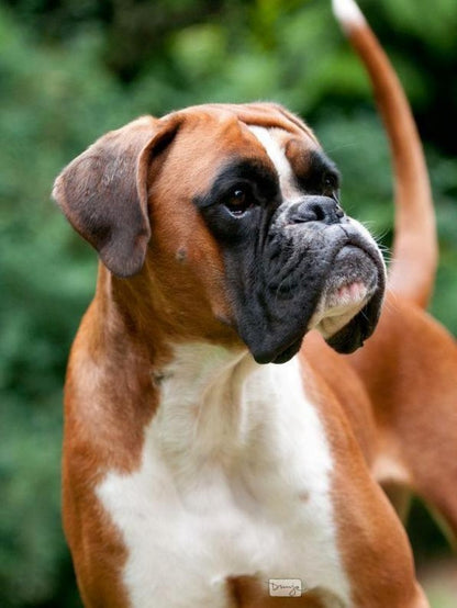 Boxer Dog | Diamond Painting