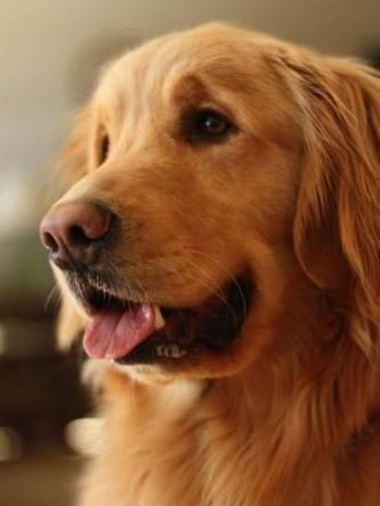Golden Retriever Dog | Diamond Painting