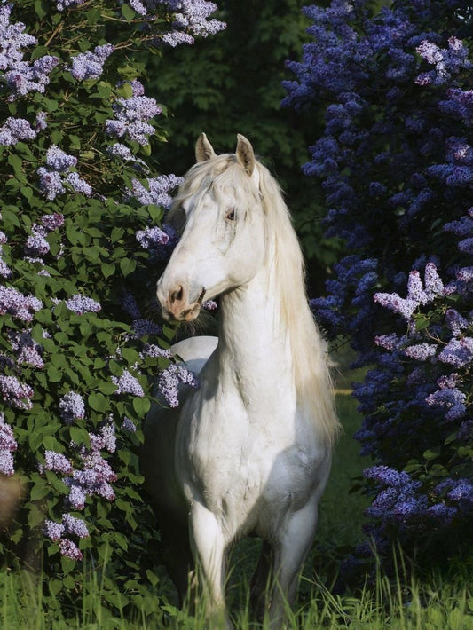 Horse | Diamond Painting