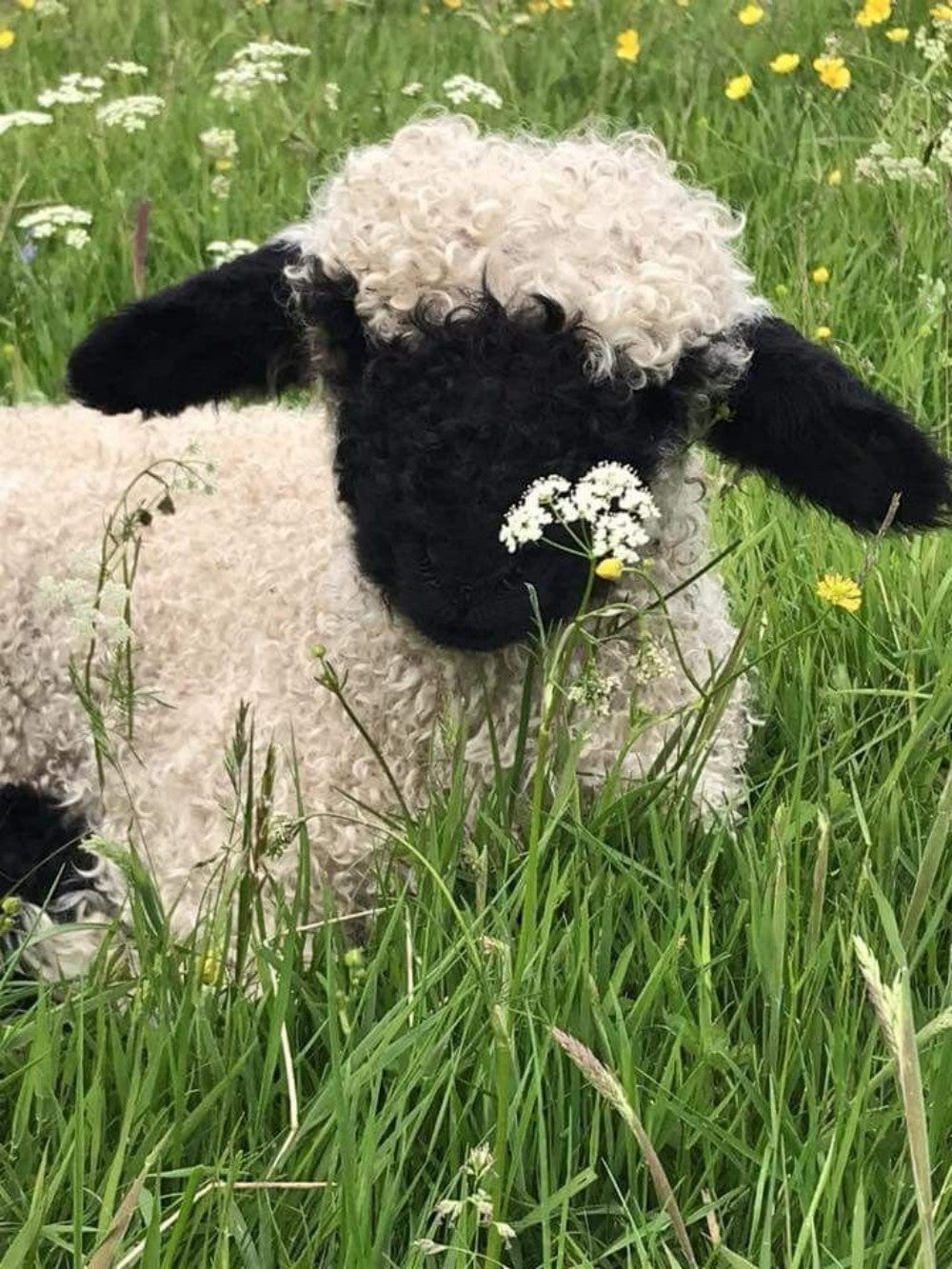 Sheep | Diamond Painting