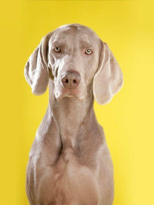 Weimaraner Dog | Diamond Painting