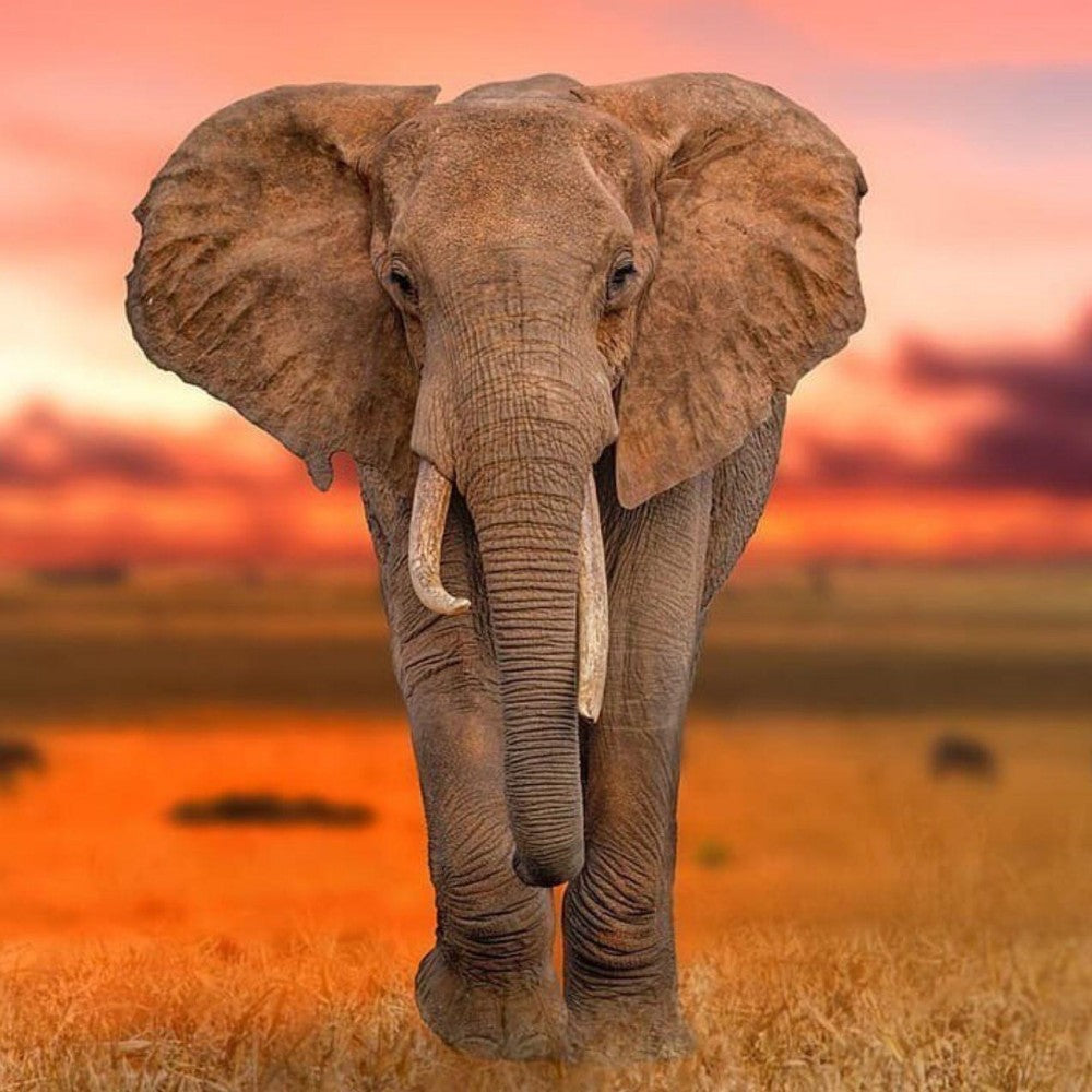 Elephant | Diamond Painting