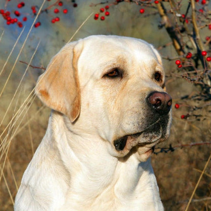 Yellow Labrador Dog | Diamond Painting