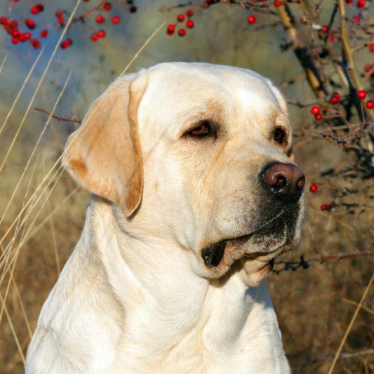 Yellow Labrador Dog | Diamond Painting