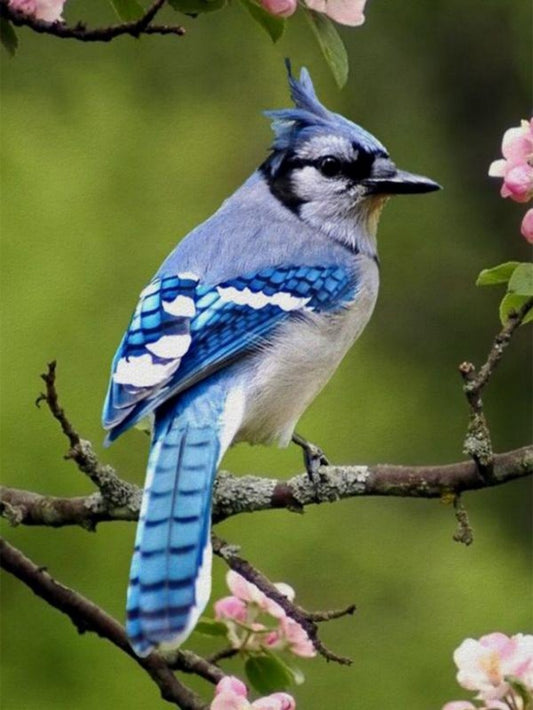 Blue Jay | Diamond Painting