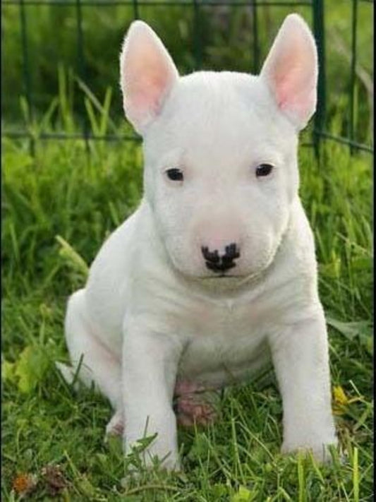 English Bull Terrier Dog | Diamond Painting