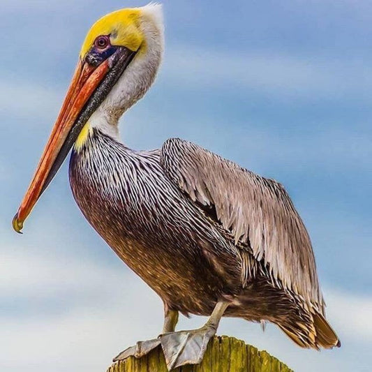 Pelican | Diamond Painting