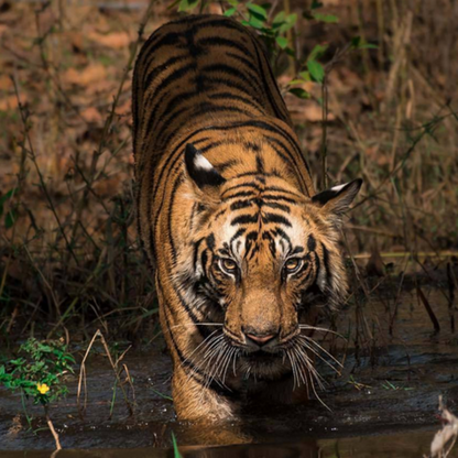 Bengal Tiger | Diamond Painting