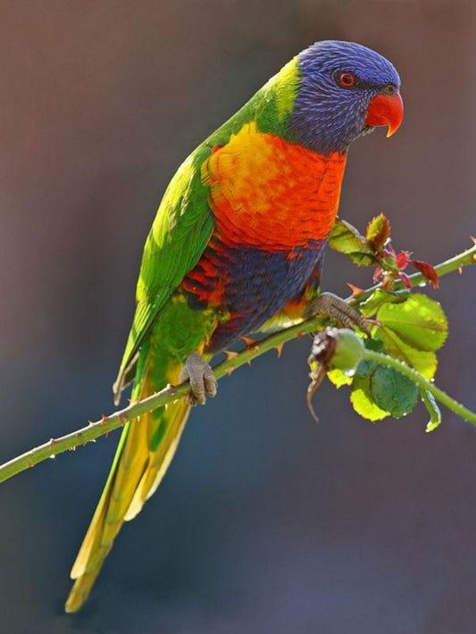 Rainbow Parrots | Diamond Painting