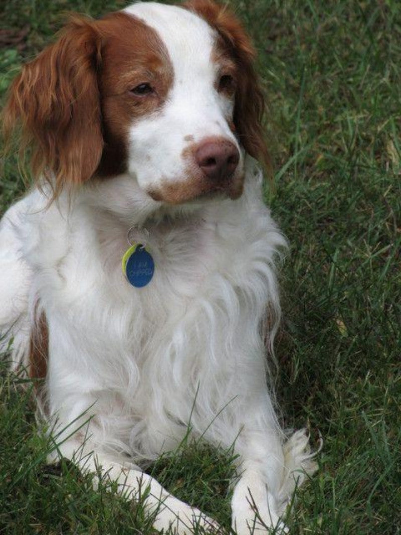 Brittany Spaniel Dog | Diamond Painting