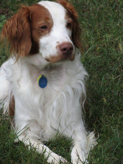 Brittany Spaniel Dog | Diamond Painting