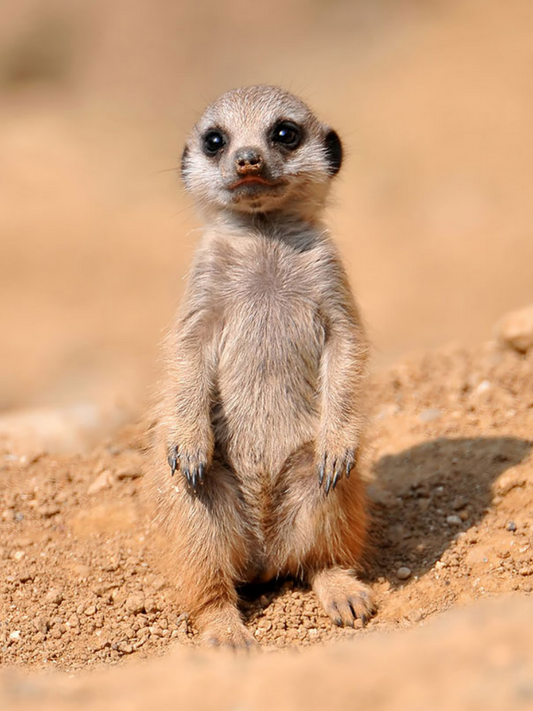 Meerkat | Diamond Painting