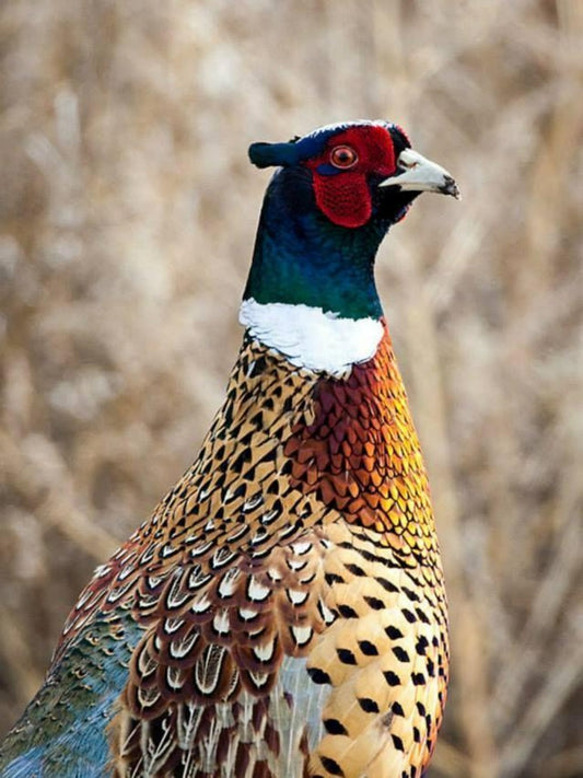 Pheasant | Diamond Painting