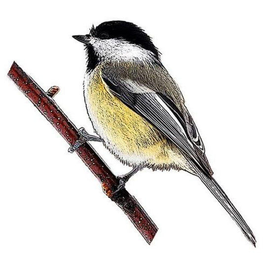 Chickadee | Diamond Painting