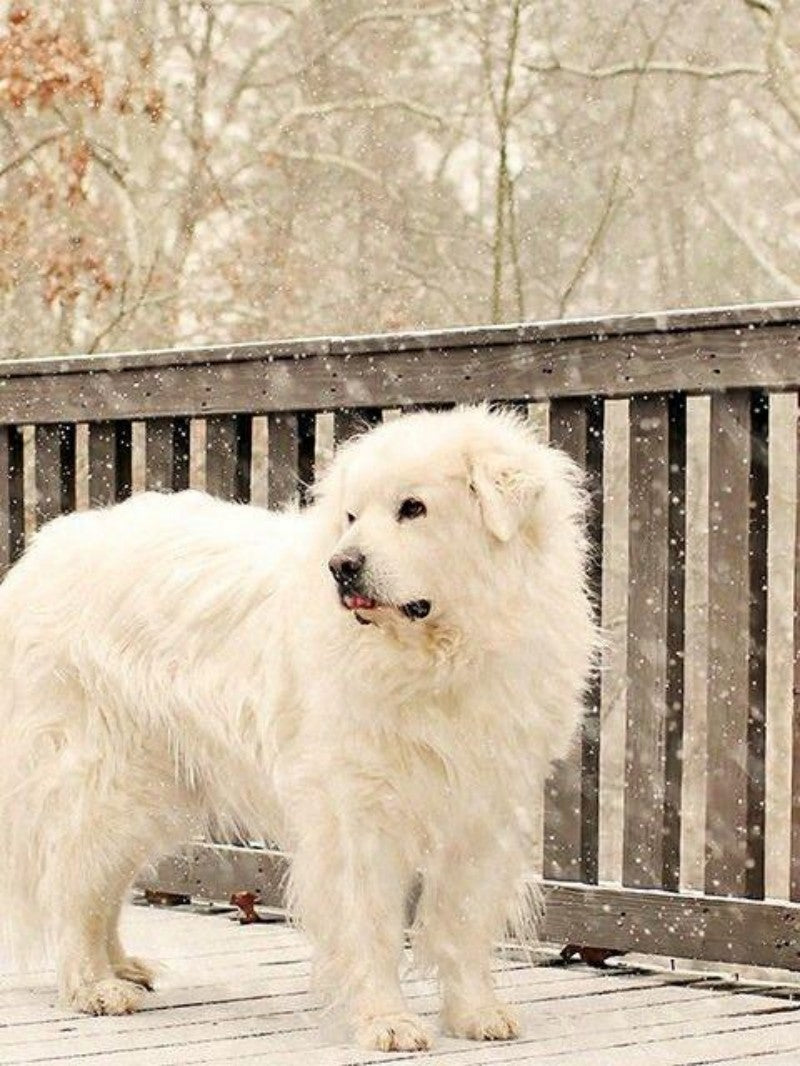 Great Pyrenees Dog | Diamond Painting