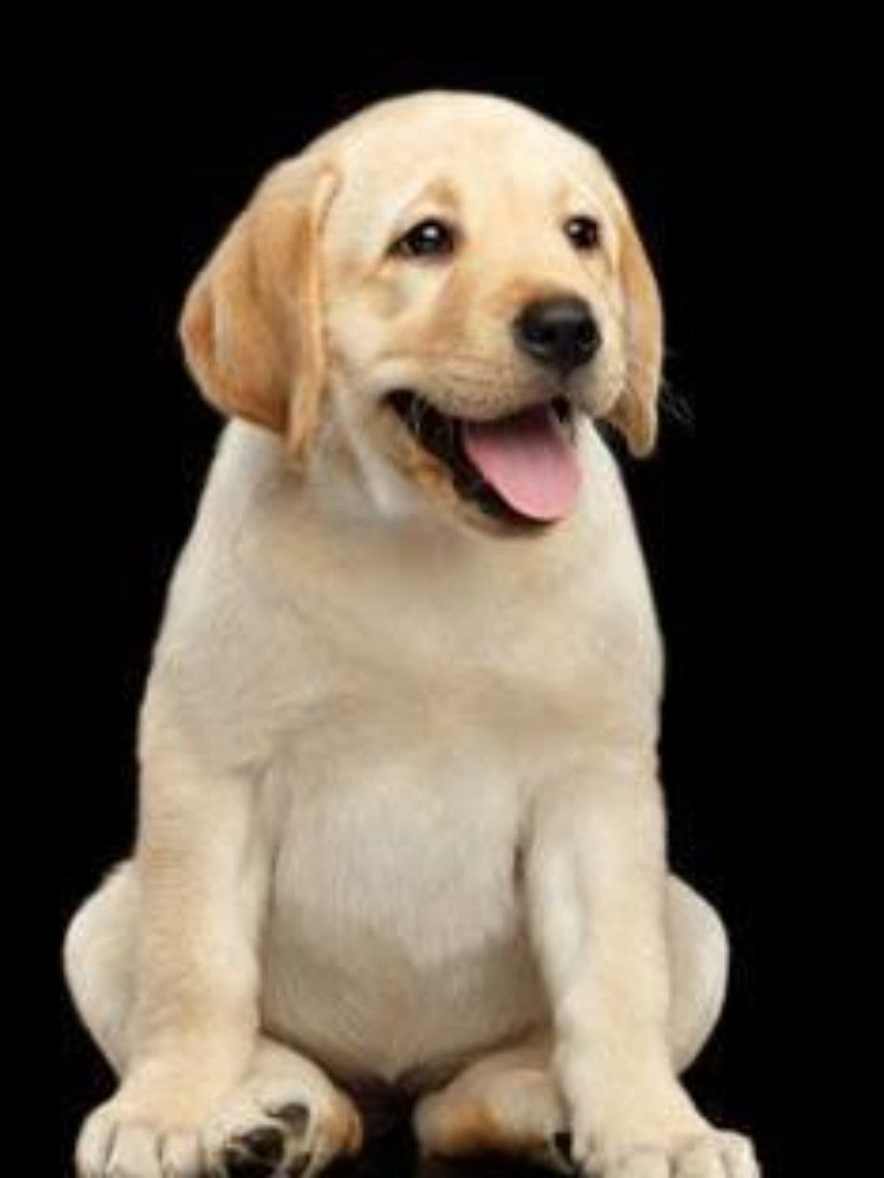 Yellow Labrador Dog | Diamond Painting
