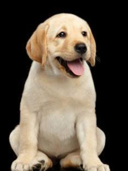 Yellow Labrador Dog | Diamond Painting