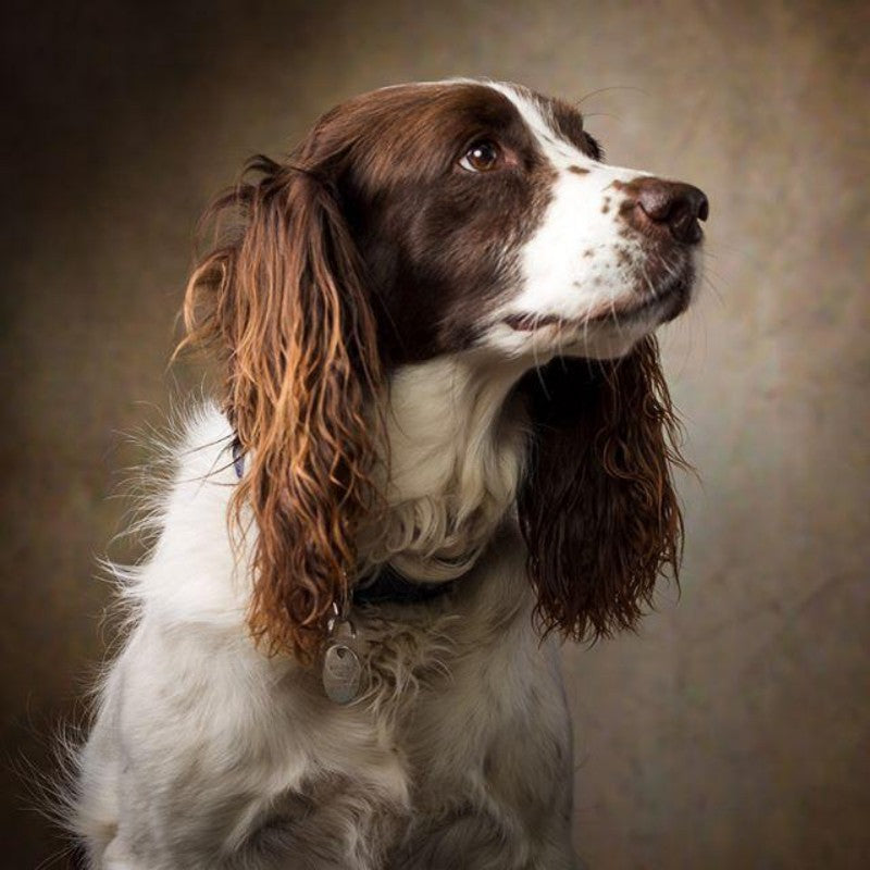 English Springer Spaniel Dog | Diamond Painting